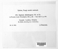 Septoria dolichospora image